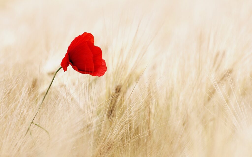 POSSO DIRE DI AMARE?